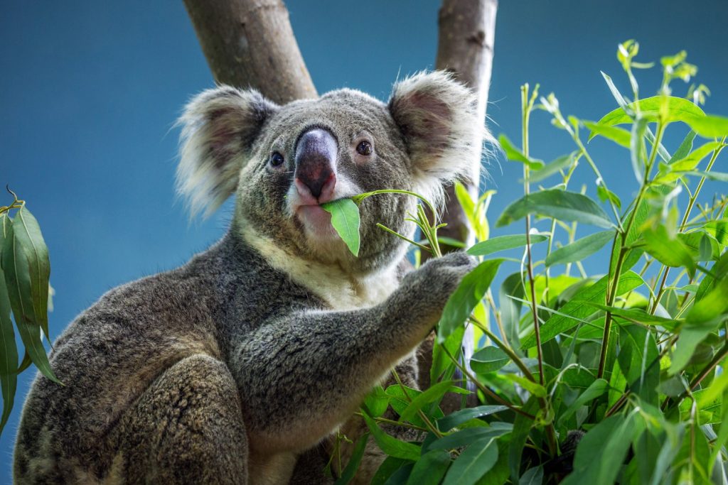 34 Curiosidades Sobre Los Koalas