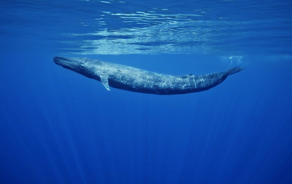 Curiosidades Sobre La Ballena Azul